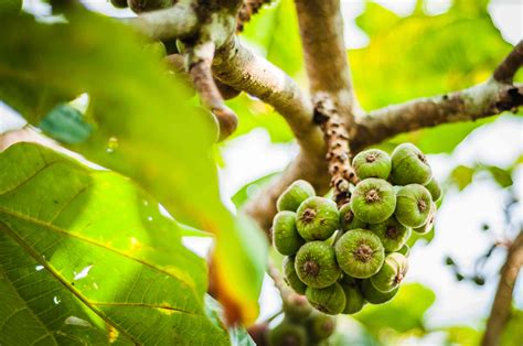 fig tree picture